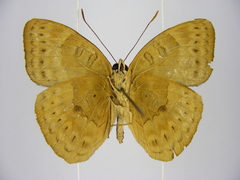 Euriphene tadema nigropunctata
