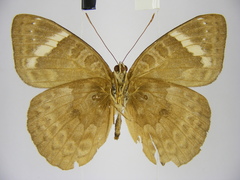 Euriphene tadema nigropunctata