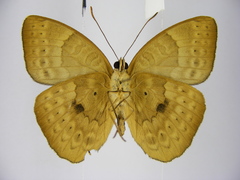 Euriphene tadema nigropunctata