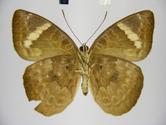 Euriphene tadema nigropunctata