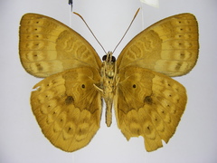 Euriphene tadema nigropunctata