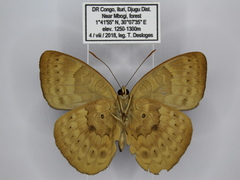 Euriphene tadema nigropunctata