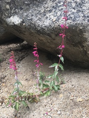 Penstemon clevelandii clevelandii