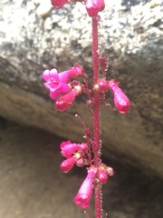 Penstemon clevelandii clevelandii