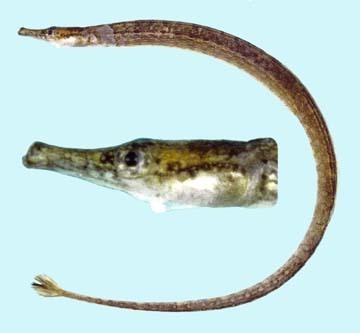 Barhead Pipefish