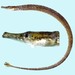 Barhead Pipefish - Photo (c) FishWise Professional, some rights reserved (CC BY-NC-SA)