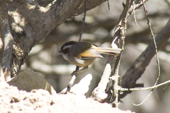 Fulvetta vinipectus