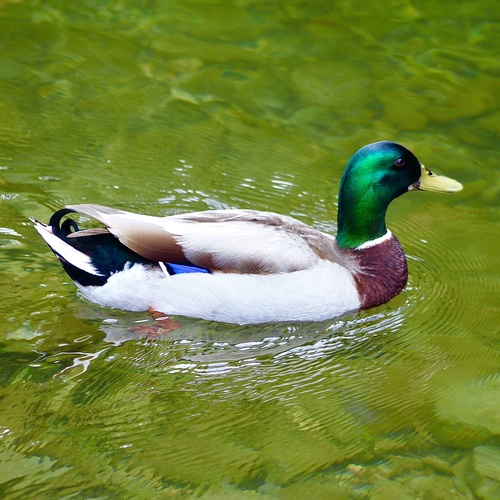 Mallard photographed in Tennessee