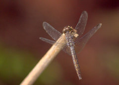 Neurothemis disparilis