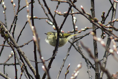 Phylloscopus humei