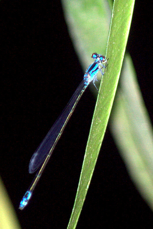 Archibasis incisura