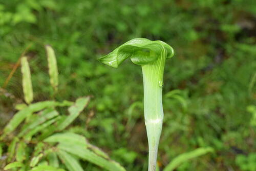 Arisaema planilaminum iNat (1)