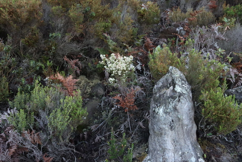 Image of Rice Heath (Erica lutea) by (c) Tony Rebelo, some rights reserved (CC BY-SA)