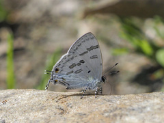 Hypolycaena kina