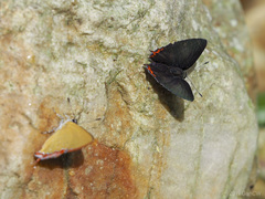 Heliophorus indicus