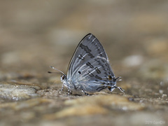 Hypolycaena kina