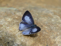 Hypolycaena kina