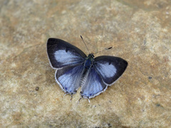 Hypolycaena kina