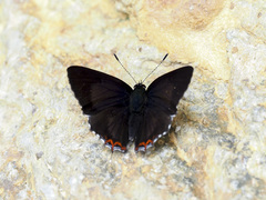 Heliophorus indicus