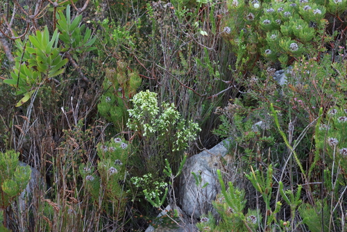 Image of Rice Heath (Erica lutea) by (c) Tony Rebelo, some rights reserved (CC BY-SA)