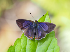 Heliophorus