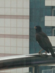 Acridotheres tristis