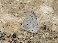 Celastrina lavendularis