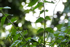Zanthoxylum rhetsa, photograph (c) Dinesh Valke, some rights reserved (CC BY-SA)