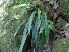 Blechnum patersonii
