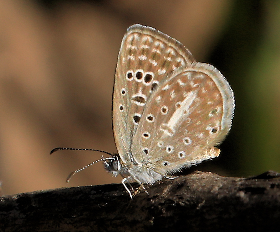 Rayed Blue