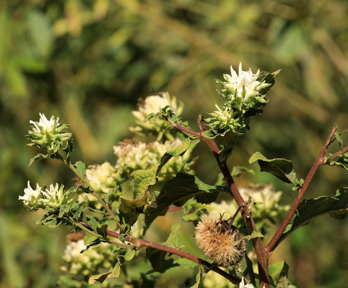 Shire Vernonia
