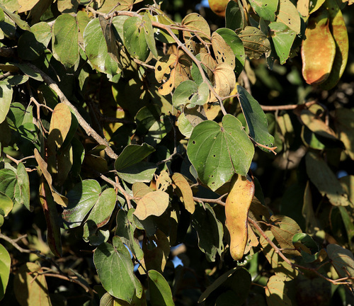 Image of Piliostigma thonningii by (c) Wynand Uys, some rights reserved (CC BY)