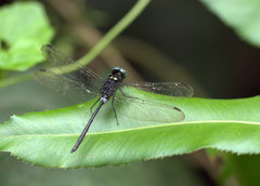 Pornothemis serrata