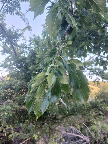 American elm