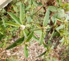Croton glandulosus septentrionalis