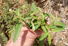 Croton glandulosus septentrionalis