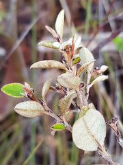 Spyridium thymifolium