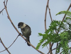 Sporophila morelleti