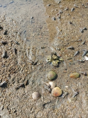 Gafrarium pectinatum