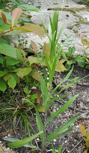 Image of Pityopsis graminifolia by no rights reserved