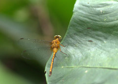 Pornothemis serrata