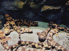 Cloudy Catshark photo 5