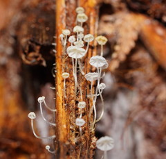 Mycena albidocapillaris