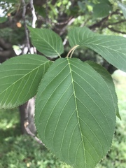 Angiospermae