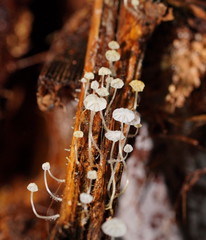 Mycena albidocapillaris