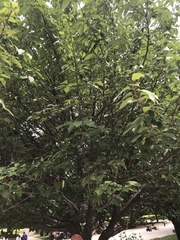 Angiospermae