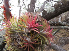 Tillandsia ionantha