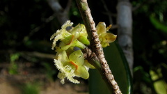 Chaetocarpus myrsinites