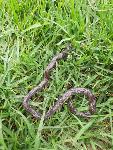 Perrotet's Mountain Snake