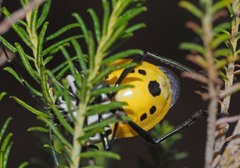 Commius elegans